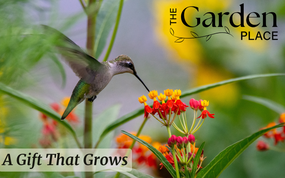 The Garden Place - Hummingbird eGift Card