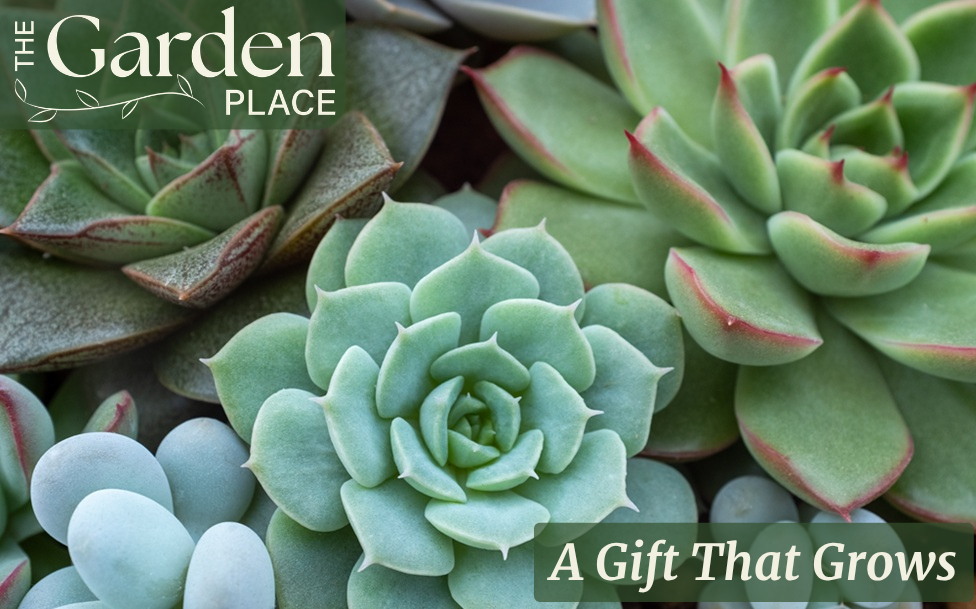 The Garden Place - Succulents eGift Card